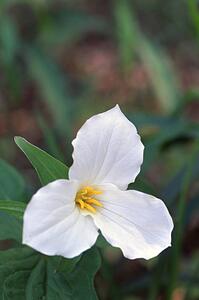 Closeup of a white flower
