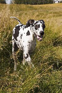 A Dalmatian