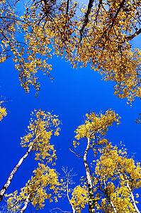 Autumn trees