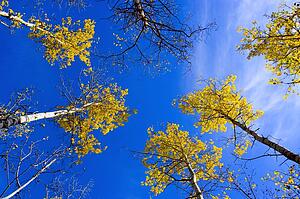 Autumn trees