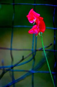 Tiny red flower