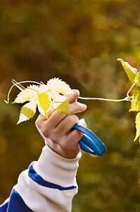 Cutting back branches