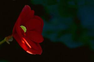 A beautiful flower