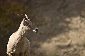 Wildlife