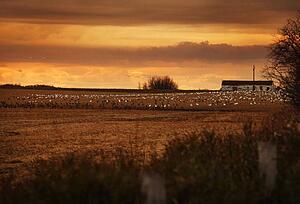 Sunset/rise on field