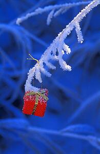 Closeup of present hanging on a branch