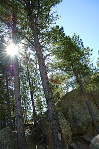 Cliff and trees in forest