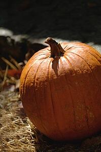 Orange pumpkin