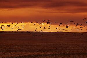 Birds flying over water