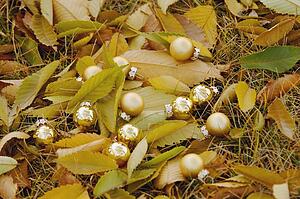 Golden balls among fallen leaves