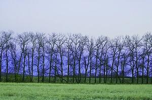 Trees in a row