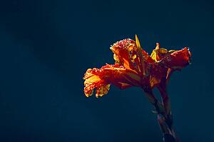 A wet flower