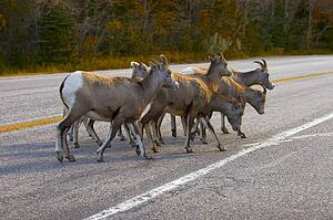 Walking across a road