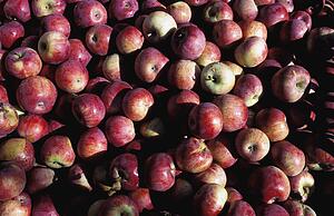 Apples