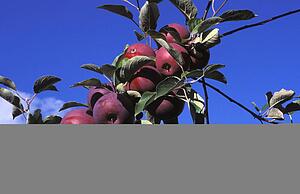 Apples growing on trees