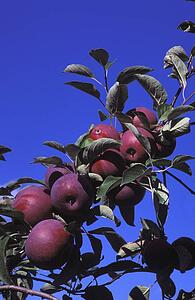Apples growing on trees