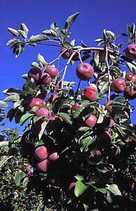 Closeup of apple tree