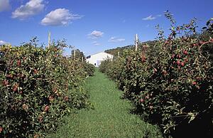 Rows of apple trees
