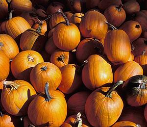 Closeup of pumpkins