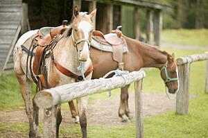 Horses wearing saddles