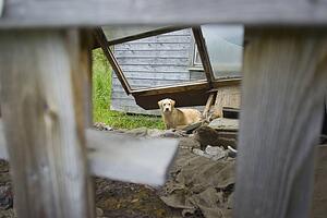 A dog wandering around