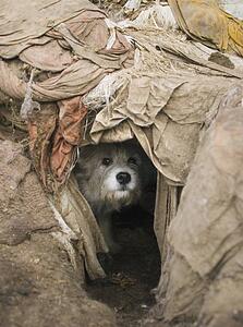 Dog peeks out of hole
