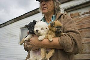 Three puppies