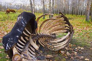 An animal carcass