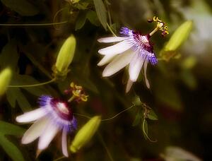 Delicate blossoms