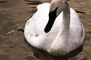 A beautiful swan