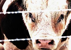 Closeup of a bull's face