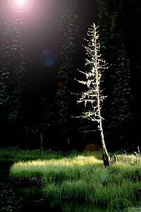 A dead tree by a pond