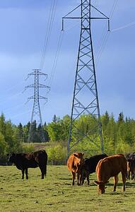 Cattle graze in field with electrical lines