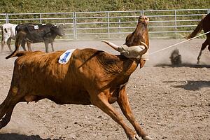 Steer wrestling