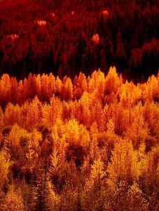 Autumn trees
