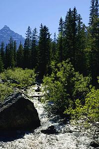 Forest landscape