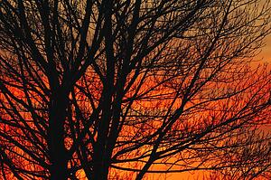 Deciduous tree at sunrise