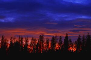 Sunrise or sunset behind trees