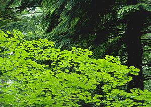 Umbrella of trees in forest