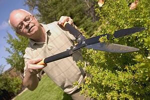 Hedges being trimmed