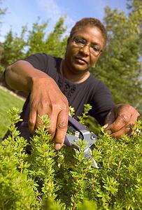 Woman cutting hedge