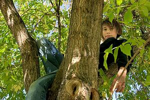 Child in tree