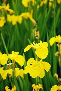 Daffodil garden