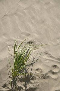 Closeup of sand and grass