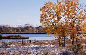 Autumn tree by a river
