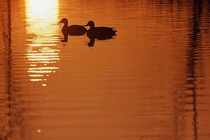 Two ducks on the water