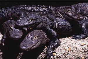 A group of crocodiles