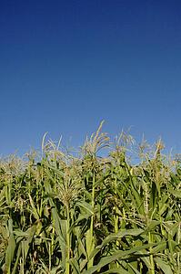 A field of corn