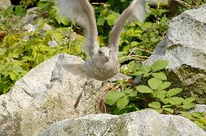 A bird takes off