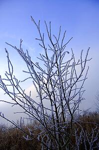 Frosty twigs